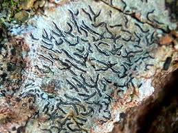 Attēlu rezultāti vaicājumam “Graphis scripta”