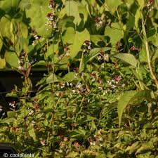 Attēlu rezultāti vaicājumam “Circaea alpina flower”