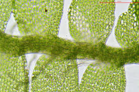 Attēlu rezultāti vaicājumam “Jungermannia subulata”