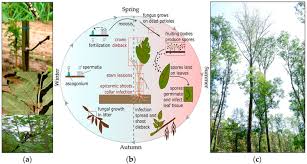 Attēlu rezultāti vaicājumam “Hymenoscyphus fraxineus”
