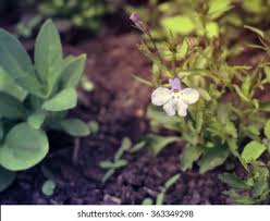 Attēlu rezultāti vaicājumam “Viola mirabilis flower”