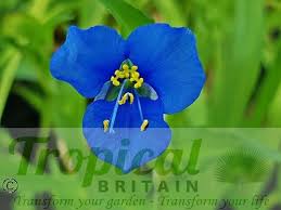 Attēlu rezultāti vaicājumam “Commelina coelestis”