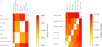 Image result for Salmo zrmanjaensis