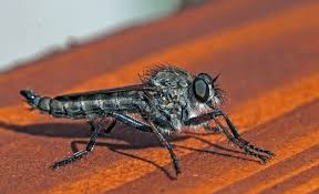 Attēlu rezultāti vaicājumam “Asilus crabroniformis”