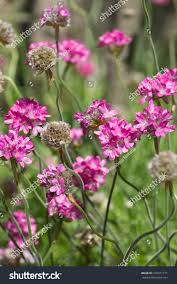 Attēlu rezultāti vaicājumam “Armeria vulgaris”