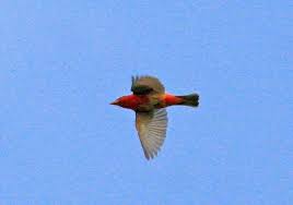 Image result for Piranga rubra