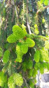 Attēlu rezultāti vaicājumam “Picea abies fo. virgata leaf”