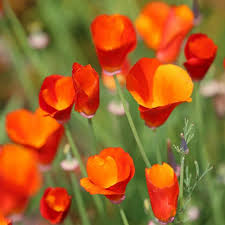 Attēlu rezultāti vaicājumam “Eschscholzia californica”