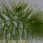 Attēlu rezultāti vaicājumam “Ceratophyllum submersum leaf”