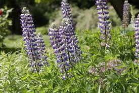 Image result for Lupinen