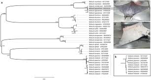 Image result for Mobula hypostoma
