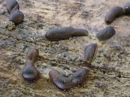 Attēlu rezultāti vaicājumam “Trichia alpina”