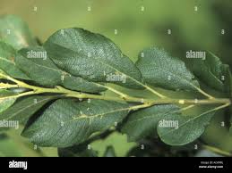 Attēlu rezultāti vaicājumam “Salix cinerea leaf”