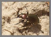 Attēlu rezultāti vaicājumam “Carabus arcensis”