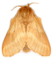 Attēlu rezultāti vaicājumam “Malacosoma neustria”