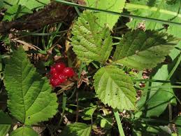Attēlu rezultāti vaicājumam “Rubus saxatilis fruit”