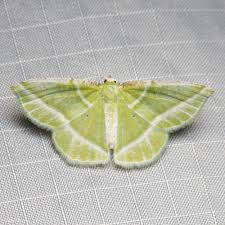 Attēlu rezultāti vaicājumam “Thetidia smaragdaria”