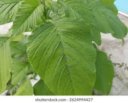 Attēlu rezultāti vaicājumam “Amaranthus retroflexus leaf”
