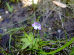 Attēlu rezultāti vaicājumam “Pinguicula vulgaris”