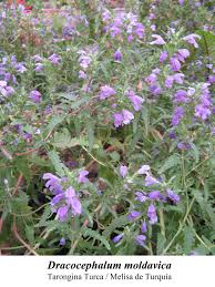 Image result for Dracocephalum moldavicum