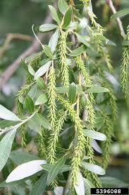 Attēlu rezultāti vaicājumam “Salix alba var. alba”