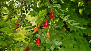 Attēlu rezultāti vaicājumam “Rosa majalis fruit”