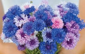 Attēlu rezultāti vaicājumam “Centaurea”