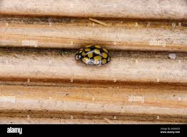 Attēlu rezultāti vaicājumam “Sospita vigintiguttata”