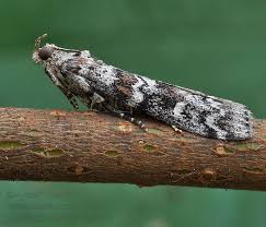 Attēlu rezultāti vaicājumam “Dioryctria abietella”