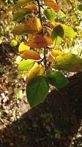 Attēlu rezultāti vaicājumam “Cotoneaster multiflorus leaf”