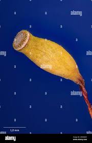 Attēlu rezultāti vaicājumam “Pogonatum urnigerum”