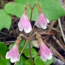 Attēlu rezultāti vaicājumam “Linnaea borealis flower”