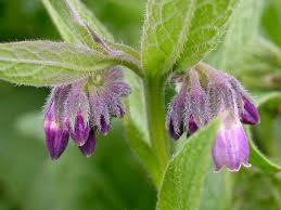 Image result for Symphytum officinale