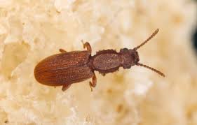 Attēlu rezultāti vaicājumam “Cucujidae”