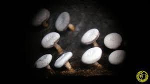 Attēlu rezultāti vaicājumam “Diderma hemisphaericum”