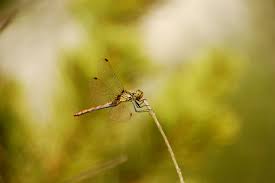 Attēlu rezultāti vaicājumam “Sympetrum sanguineum female”