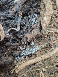 Attēlu rezultāti vaicājumam “Badhamia affinis var. microspora spores”