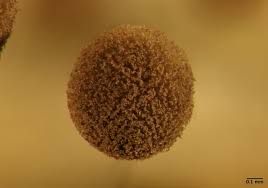 Attēlu rezultāti vaicājumam “Comatricha alta spores”