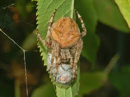 Attēlu rezultāti vaicājumam “Araneus angulatus”
