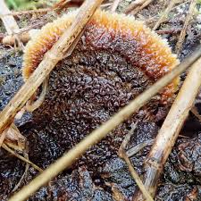 Attēlu rezultāti vaicājumam “Gloeophyllum sepiarium”