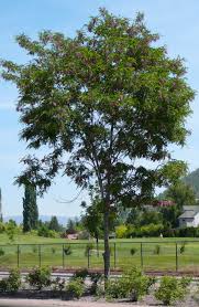 Attēlu rezultāti vaicājumam “Robinia neomexicana”