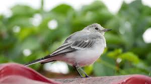 Attēlu rezultāti vaicājumam “Motacilla alba juvenile”