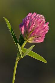 Attēlu rezultāti vaicājumam “Trifolium medium bud”