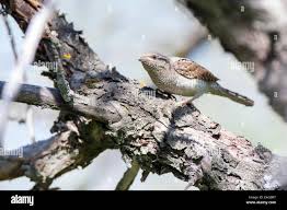 Attēlu rezultāti vaicājumam “Jynx torquilla adult”