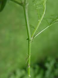 Attēlu rezultāti vaicājumam “Cardamine impatiens leaf”