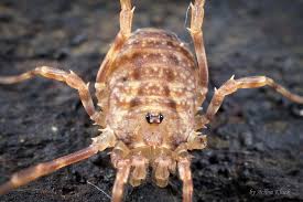 Attēlu rezultāti vaicājumam “Lophopilio palpinalis”