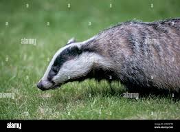 Attēlu rezultāti vaicājumam “Meles meles adult”