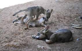 Image result for canis lupus arabs