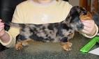 Dachshund Colors and Patterns