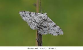 Attēlu rezultāti vaicājumam “Biston betularia”